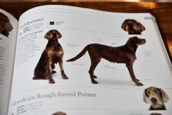 The Dog - 2