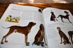 The Dog - 3
