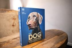 The Dog - 4